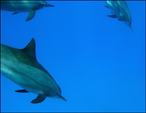 dolphins
 by Veronika Matějková 